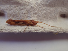 Limnephilus rhombicus