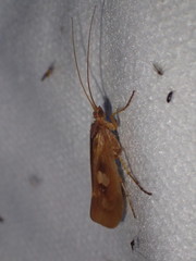 Limnephilus rhombicus
