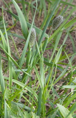 Alopecurus magellanicus