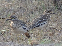 Burhinus indicus
