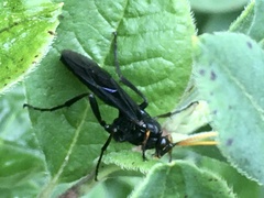 Ichneumon centrator