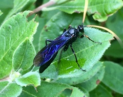 Ichneumon centrator