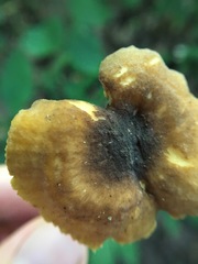 Cantharellus lewisii