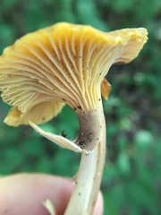 Cantharellus lewisii
