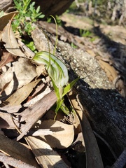 Pterostylis robusta
