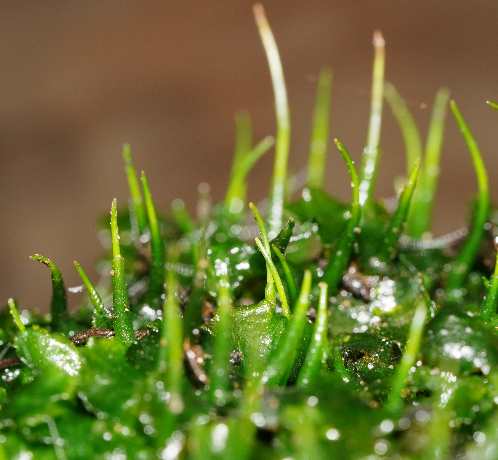 Dendrocerotidae