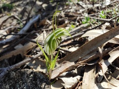 Pterostylis robusta