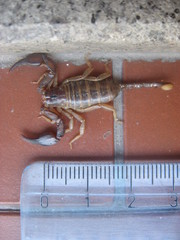 Euscorpius parthenopeius