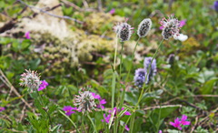 Alopecurus magellanicus