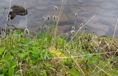 Alopecurus magellanicus