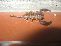 Euscorpius parthenopeius