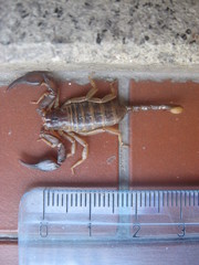 Euscorpius parthenopeius