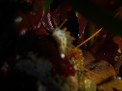 Diaphoreolis lagunae