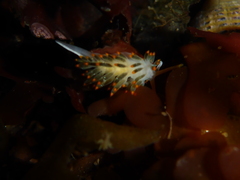 Diaphoreolis lagunae