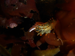 Diaphoreolis lagunae