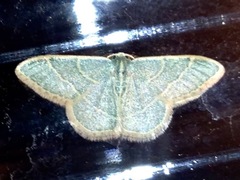 Chlorochlamys appellaria