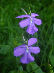Viola cornuta