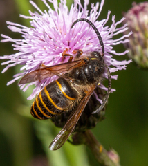 Dolichovespula media