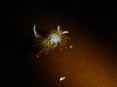 Diaphoreolis lagunae