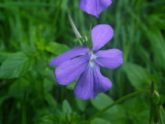 Viola cornuta