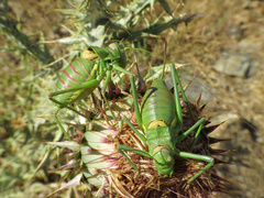 Steropleurus andalusius