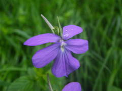 Viola cornuta