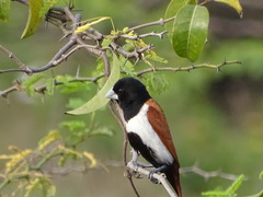 Tricolored Munia photo 2