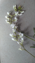 Astragalus silvisteppaceus