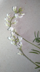 Astragalus silvisteppaceus