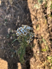 Achillea salicifolia