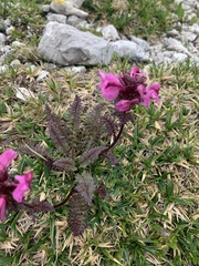 Pedicularis rostratocapitata