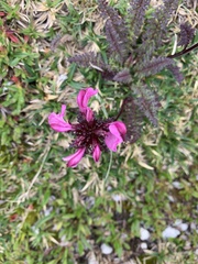 Pedicularis rostratocapitata