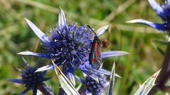 Zygaena contaminei