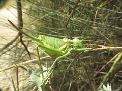 Steropleurus andalusius
