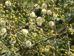 Vachellia leucophloea