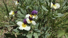 Viola hallii