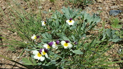 Viola hallii