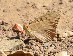Speyeria adiaste