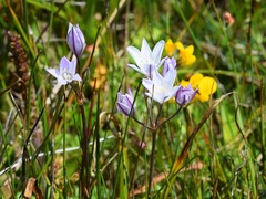 Triteleia peduncularis
