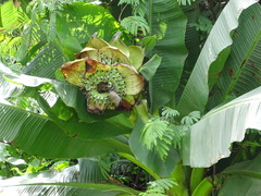 Ensete superbum