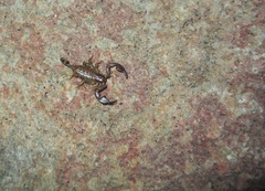Euscorpius parthenopeius