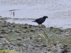 Acridotheres cristatellus formosanus