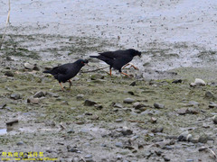 Acridotheres cristatellus formosanus