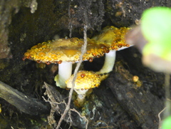 Chamaemyces fracidus