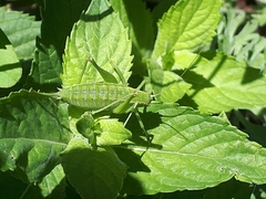 Poecilimon intermedius