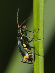Clanoptilus elegans