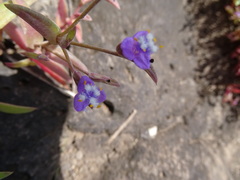 Cyanotis fasciculata