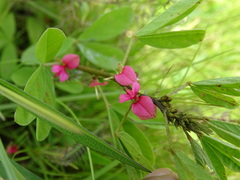 Indigofera trifoliata