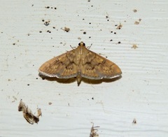 Psara obscuralis
