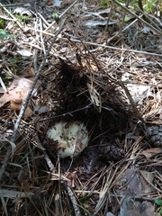 Lactarius aquizonatus